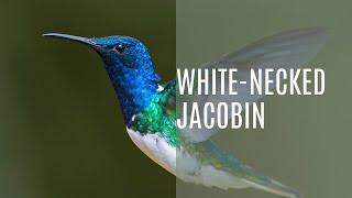 The Wild & Colorful World of White Necked Jacobin (Florisuga Mellivora)