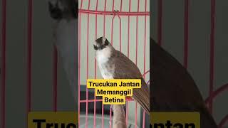 Trucukan Gacor Jantan Memanggil Betina Lawan, Trucukan Bahan Ombyokan Langsung Ikut Nyaut