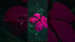 Lightroom Photo Editing Tutorial | Beautiful Flowers | Black Fade Moody #short #shorts #Lightroom