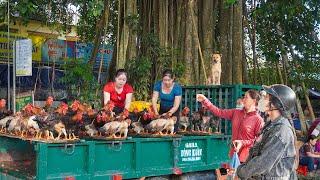 Harvest The Farmer's Chicken Farm Go To Sell At The Market. Use Sister-in-law's Truck Sell Chicken