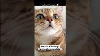 suara pemanggil kucing