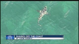 St. Lucie Co. beaches reopen day after closures for sharks