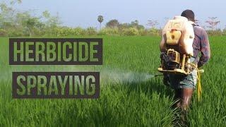 Herbicide Spraying | Paddy Crop | Gk Village Vlogs