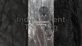 Owl Symbolism | Owl Bird | Spirit Animal | Bird's Aura | Soul Animal | Animal Inside | Wisdom