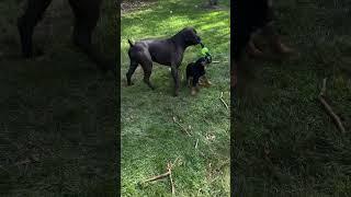 Rottweiler puppy holding on for dear life#shorts