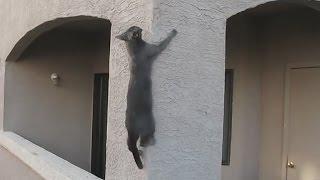 Spider Cats