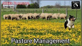 Sheep Farming: Pasture Management