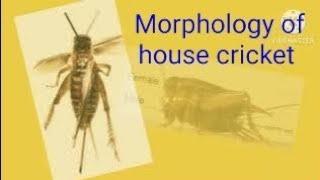 Morphology of house cricket #youtube #youtubeshorts #ytshorts گھروں میں پائ جانےوالی ٹڈی کا مطالعہ