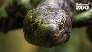 Prehensile-tailed skink in Korkeasaari Zoo (Corucia zebrata)