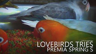 Lovebirds Tries Premia Spring S For Small Parrot