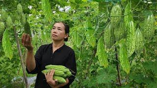 A girl living alone! Harvesting bitter melon! Grazing cattle