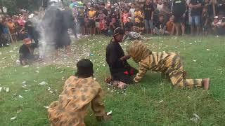 SETU CHANNEL MACAN TUTUL CARI MANGSA BANTENG KEMBAR GROUP LIVE SAJEN PACET@