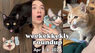 ekekekkekkek compilation - Cat Chirps, Chitters & Clicks (Weekly Roundup: Apr 2-8, 2024)