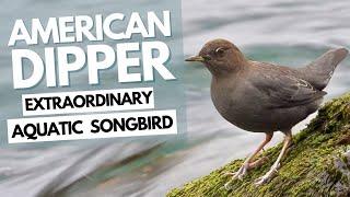 American Dipper: Facts about this Amazing Aquatic Songbird: Foraging, Diving & Wading
