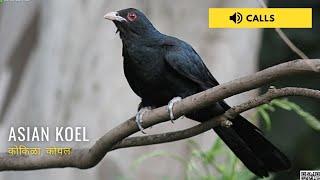 Asian Koel Singing | Nature Web