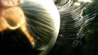 Carbon Based Lifeforms - Abiogenesis