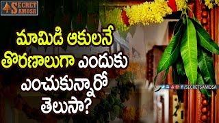 Reasons Behind Hanging Mango Leaves at the House Entrance | #UnknownFacts in Telugu | #SecretSamosa