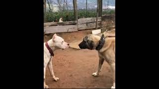 Kangal Vs Dogo argentino #dog #dangerousdogbreed #kangal #dogoargentino