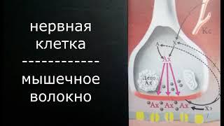 Передача возбуждения в нервно-мышечном синапсе. Просто о сложном