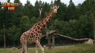 Das Safari-Abenteuer für Groß & Klein | Serengeti-Park Hodenhagen