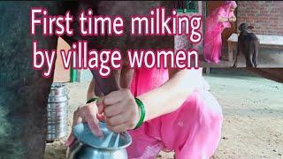 BUFFALO MILKING | BUFFALO MILKING BY HAND | MILKING BUFFALO|FIRST TIME MILKING | village life vlog