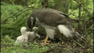 オオタカ　Northern Goshawk