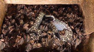 Python Pounces On Bats With Enormous Speed