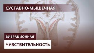 СУСТАВНО МЫШЕЧНАЯ и ВИБРАЦИОННАЯ ЧУВСТВИТЕЛЬНОСТЬ морфологическая структура / СИНДРОМЫ НАРУШЕНИЙ