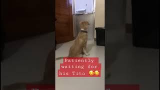 Unconditional love #trending #viral #happy #pets #dog #love #shorts #funny