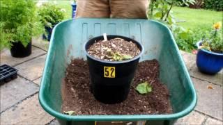 HGV Grow Potatoes. How deep should I plant my Potatoes + Potato reveal. Start to Finish.