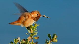 Day Trip! Filming Wildlife at Point Reyes