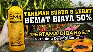 ANDAI SEMUA TAHU INI, TANAMAN SUBUR & LEBAT HEMAT BIAYA 50% | AKTIVASI DAHSYAT EM4 | Pupuk Organik