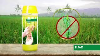 Control tough Echinochloa species weeds in rice with BASF Facet®