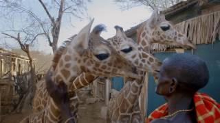 Save Giraffes - Join the San Diego Zoo Global Wildlife Conservancy