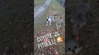 COYOTE vs. PITBULL! #wwe #wwf #wrestling #weavethecoyote #duckholliday #dog #puppy #beast #friends