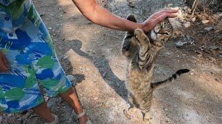 Stray cat is very happy every time she sees us