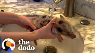 Clingy Piglet Won't Let His Human Mom Out Of Sight | The Dodo