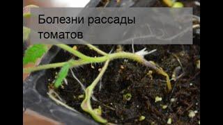 Болезни рассады томатов