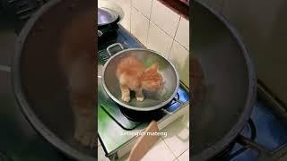 currently viral Cook the kittens until they burn