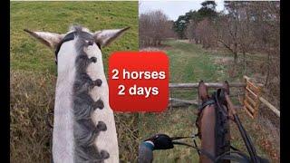 Two Horses in Two Days - Trail Riding on a Mare and Gelding | Equestrian