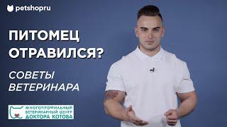 Что делать, если собака отравилась? Причины, симптомы и лечение при отравлении животного