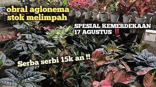 Obral Aglonema serba serbi 15k an || gercep stok terbatas bunn spesial hari kemerdekaan