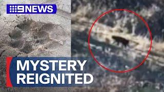 Large paw prints found in Blue Mountains reignites panther mystery | 9 News Australia