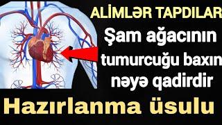 Şam ağacının tumurcuğu baxın nəyə qadirdir ( ağ ciyər, ürək damar sistemi ) hazırlanma üsulu