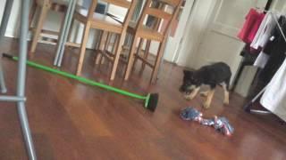 11 week old gsd vs broom (i live in a apartment)