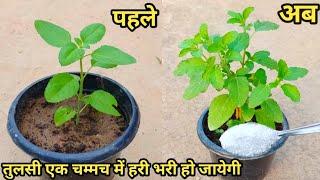 Best Natural fertilizer for tulsi plant