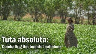 Tuta absoluta: Combating the tomato leafminer