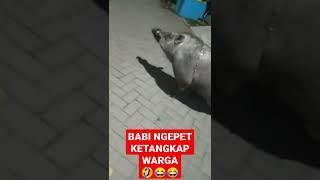 BABI NGEPET,KETANGKAP WARGA!!!