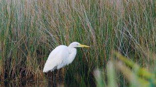 Nature: Merritt Island