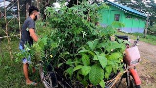 Mga tanim na pwedeng ipakain sa mga kambing